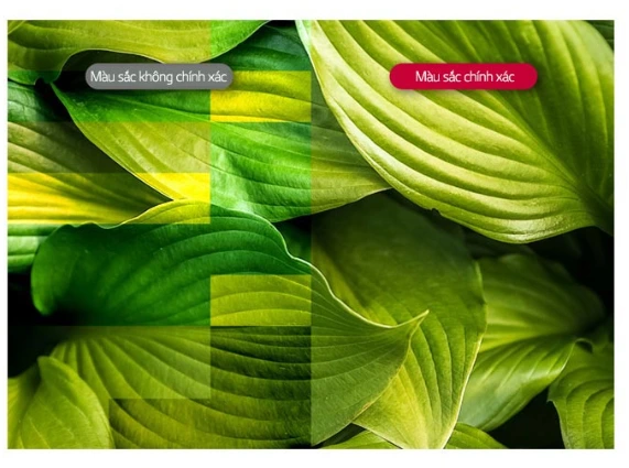 Màu sắc sống động chân thực