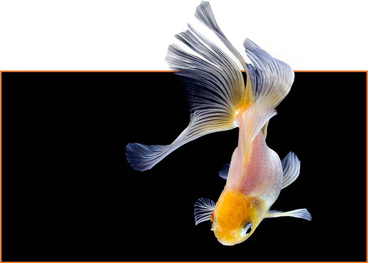 AVerVision A30 chất lượng hình ảnh 4k